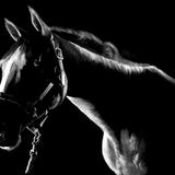 Silhouetted Horse