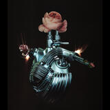 The Metamorphosis of Love 