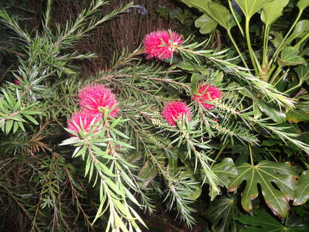 Callistemon - Bottle brush 2016