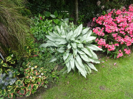Pulmonaria & Phlox 2016