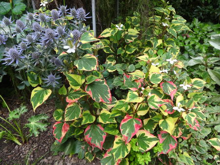 Eryngiums & Houttuynia 2016