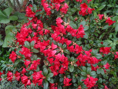 Azalea