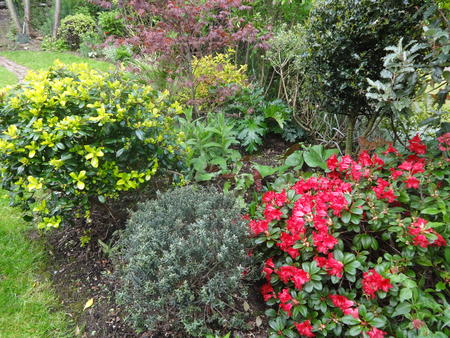 Escallonia,Hebe, Acer, Azalea 