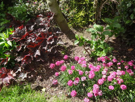 Heuchera & Armeria 2016