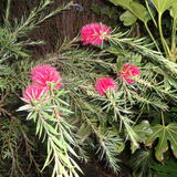 Callistemon - Bottle brush 2016