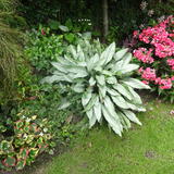 Pulmonaria & Phlox 2016