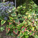 Eryngiums & Houttuynia 2016