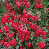Azalea
