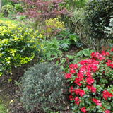 Escallonia,Hebe, Acer, Azalea 