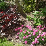 Heuchera & Armeria 2016