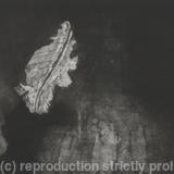 Leaf, Port le\'Herbert