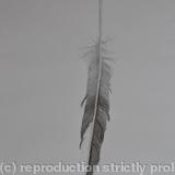 feather
