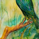 Starling