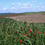 Poppies and barbed wire