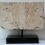 The Book of Fossils [back cover]