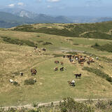 herd of asturias horses