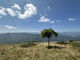 solitary tree