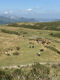 herd of asturias horses