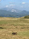family of horses