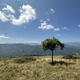 solitary tree