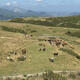 herd of asturias horses