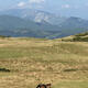 family of horses