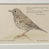 Wise Thrush