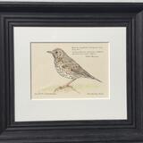 Wise Thrush