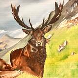 Stag