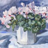 Cyclamen in White Pot