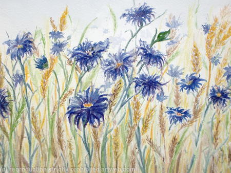 Cornflowers - SOLD