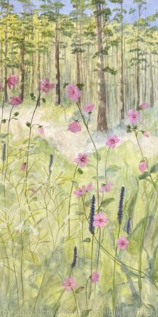 Florida Wildflowers 11 Marsh Mallow, Joint Weed 