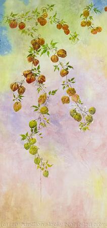 Florida Wildflowers 6 Love in a Puff - SOLD