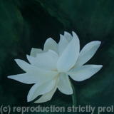Lotus-Flower-3 - Sold
