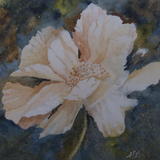 Peony - SOLD