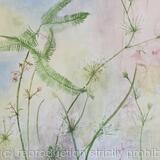 Florida Wildflowers 1 Shyleaf, Mock Bishopweed, Halberdleaf Rosemallow