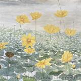 Florida Wildflowers 12 - American Lotus SOLD