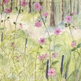 Florida Wildflowers 11 Marsh Mallow, Joint Weed 