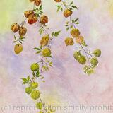 Florida Wildflowers 6 Love in a Puff - SOLD