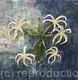 Spider Lillies - SOLD