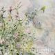 Swamp Rosemallow - SOLD