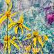 Florida False Sunflower - SOLD