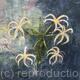 Spider Lillies - SOLD