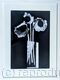 Poppy in Spotted Vase