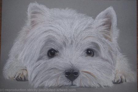 Westie Card