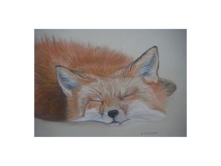 Sleepy Fox A4 print