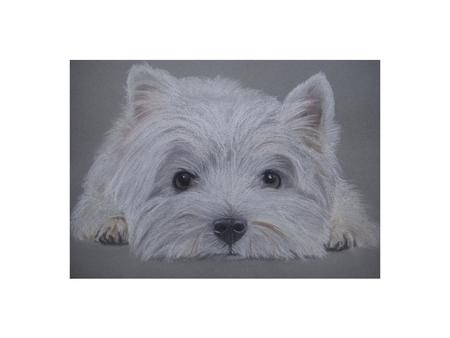 Westie A4 print