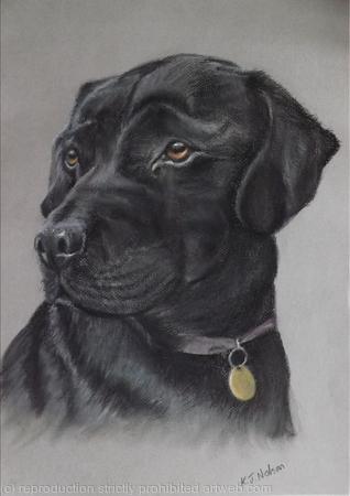 Black Labrador (Darcy)