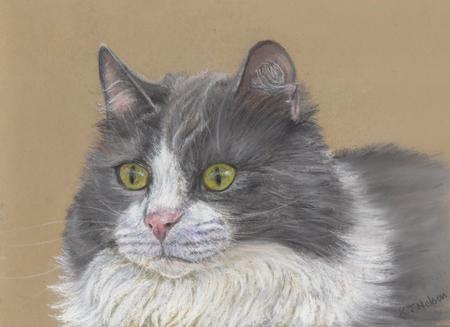 Grey and White Cat (Toby)