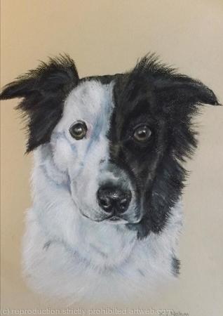 Border Collie (Jake)